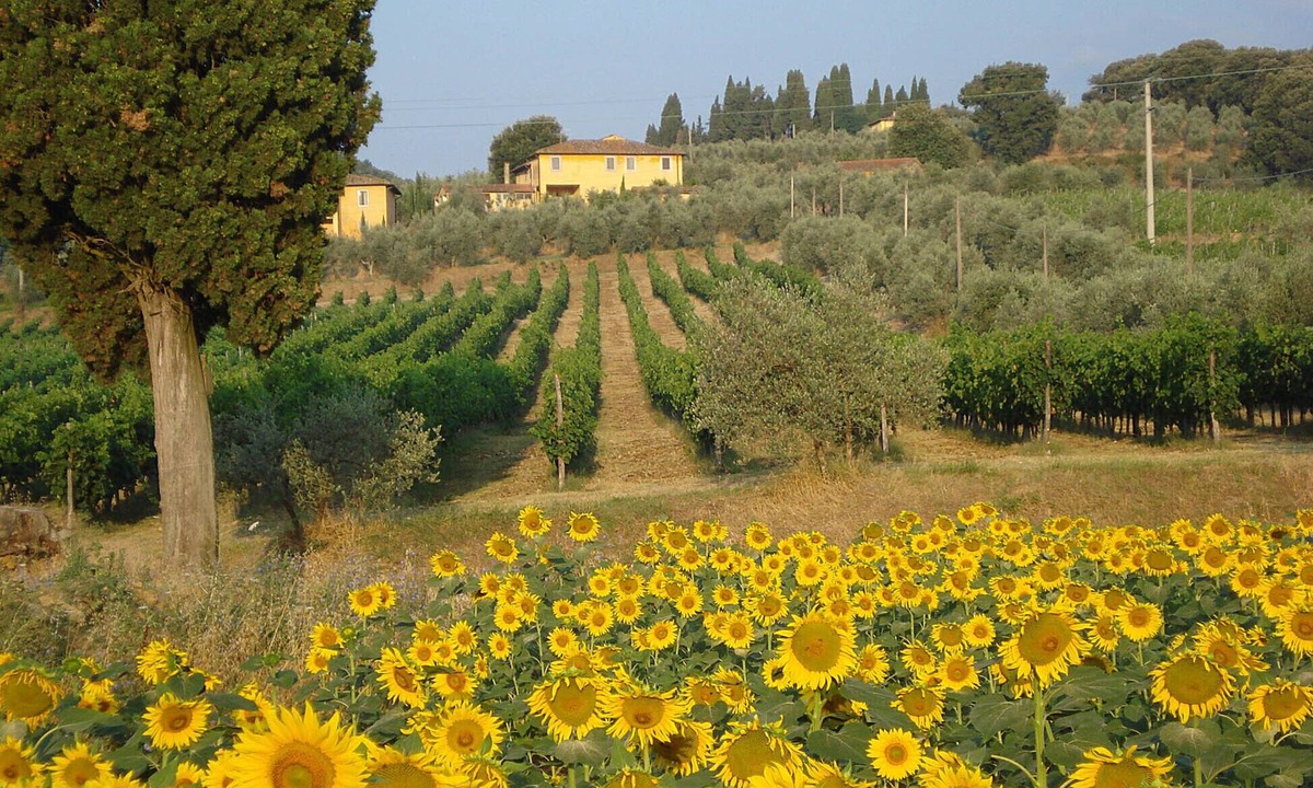 Bucine House | Authentic farmstay for family & friends with Pool, among Vineyards & Olive trees