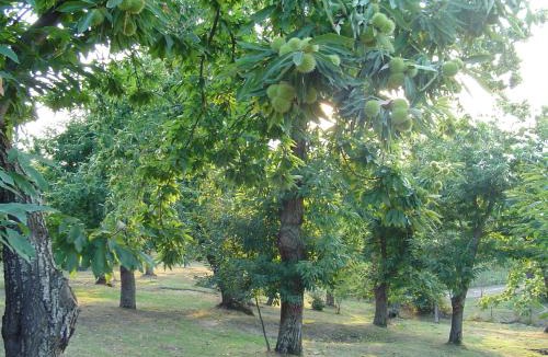 Arcidosso House | Agriturismo Sorripe