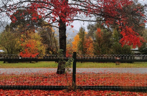 Jamieson Cottage | Cosy Cottage - Jamieson Central