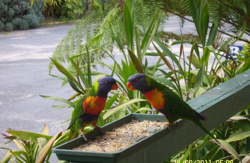 Mallacoota Resort | Mallacoota's Shady Gully Caravan Park