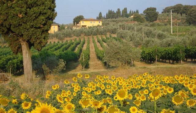 Authentic farmstay for family & friends with Pool, among Vineyards & Olive trees
