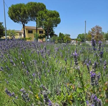 CaSAle