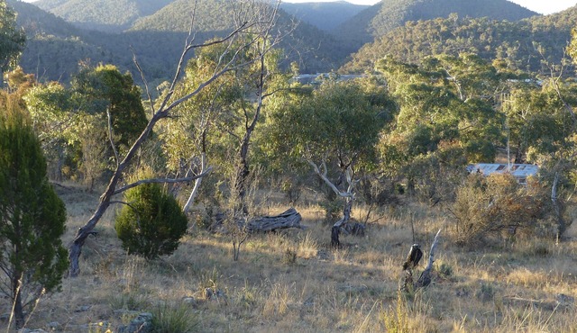 Forest Cottage – Relaxing bush stay. Pet friendly