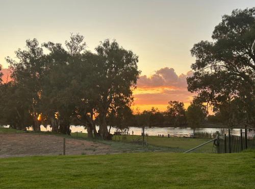 Pelicans on the Darling