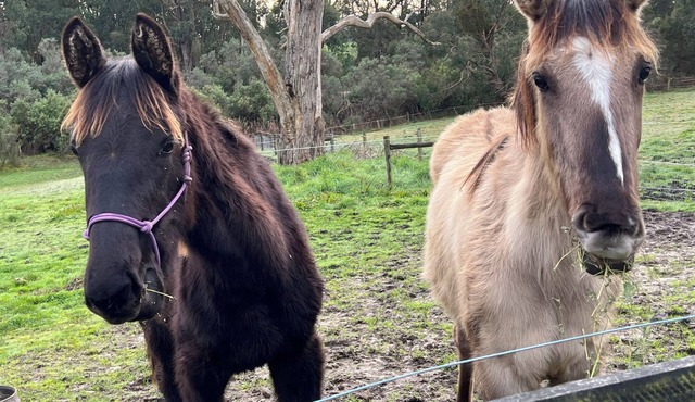 Tranquil Tiny Farm Stay,Loch ,Rail Trail , pit stop to Philip Island -Prom