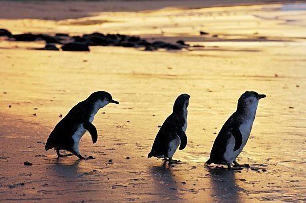 Photo of Others in Sunderland Bay
