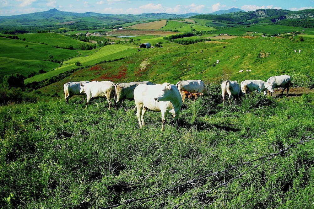 Photo of Outdoor in Proceno
