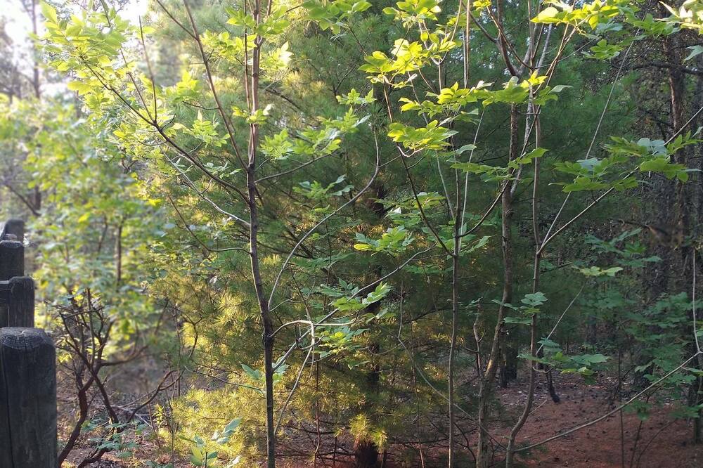 Photo of Outdoor in Covert