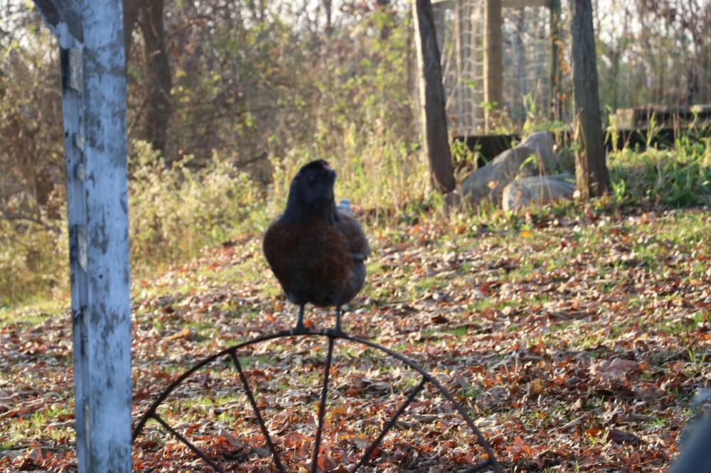 Photo of Others in Sodus