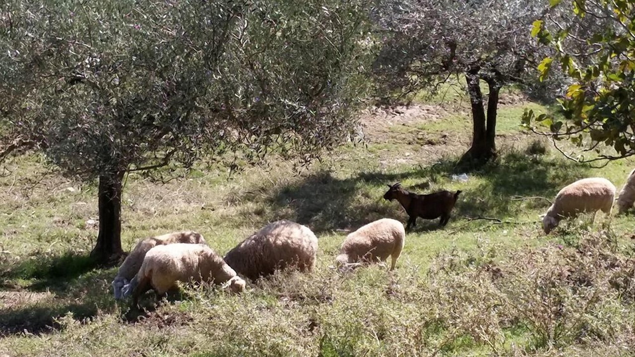 Photo of Others in Collemancio