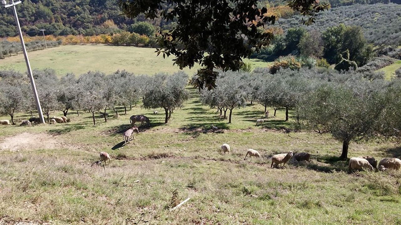 Photo of Others in Collemancio