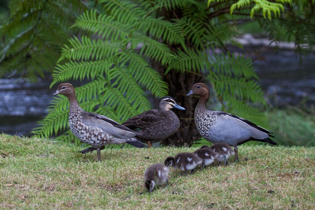 Photo of Outdoor in Warburton