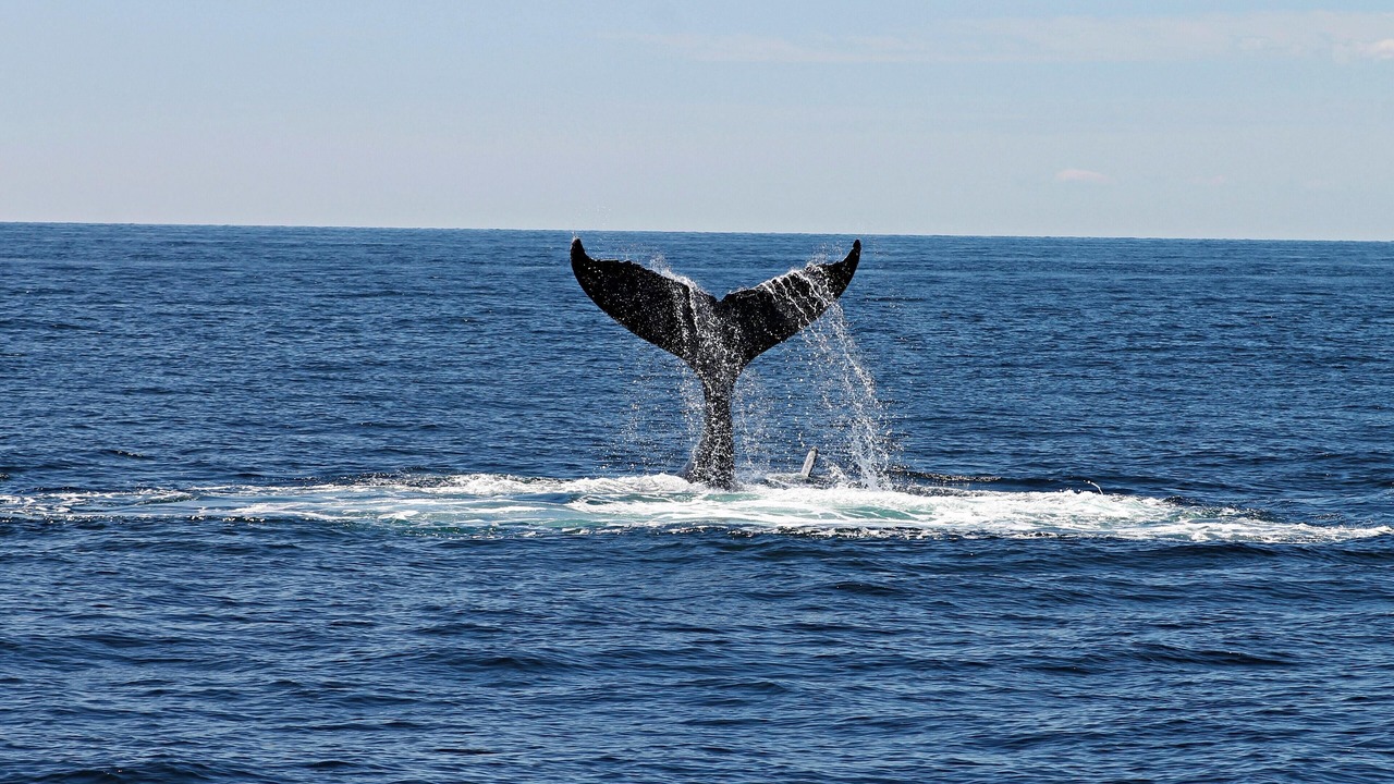 Photo of Others in Cape Paterson