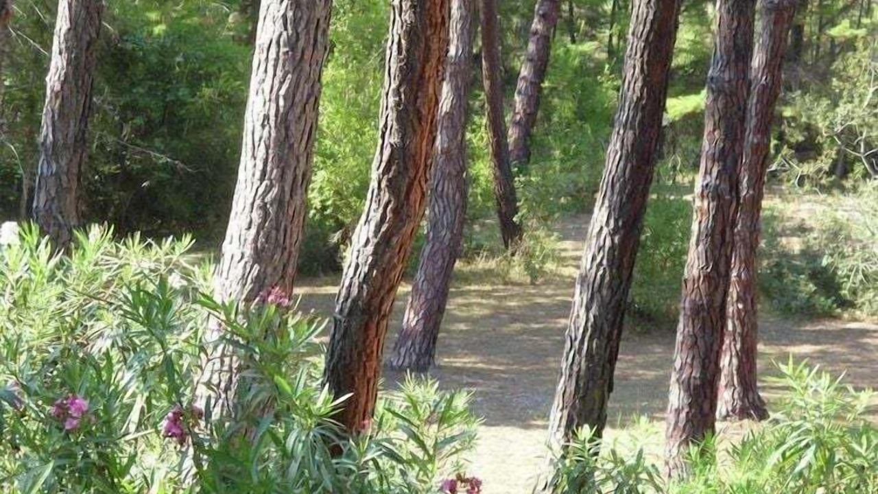 Photo of Others in Principina a Mare