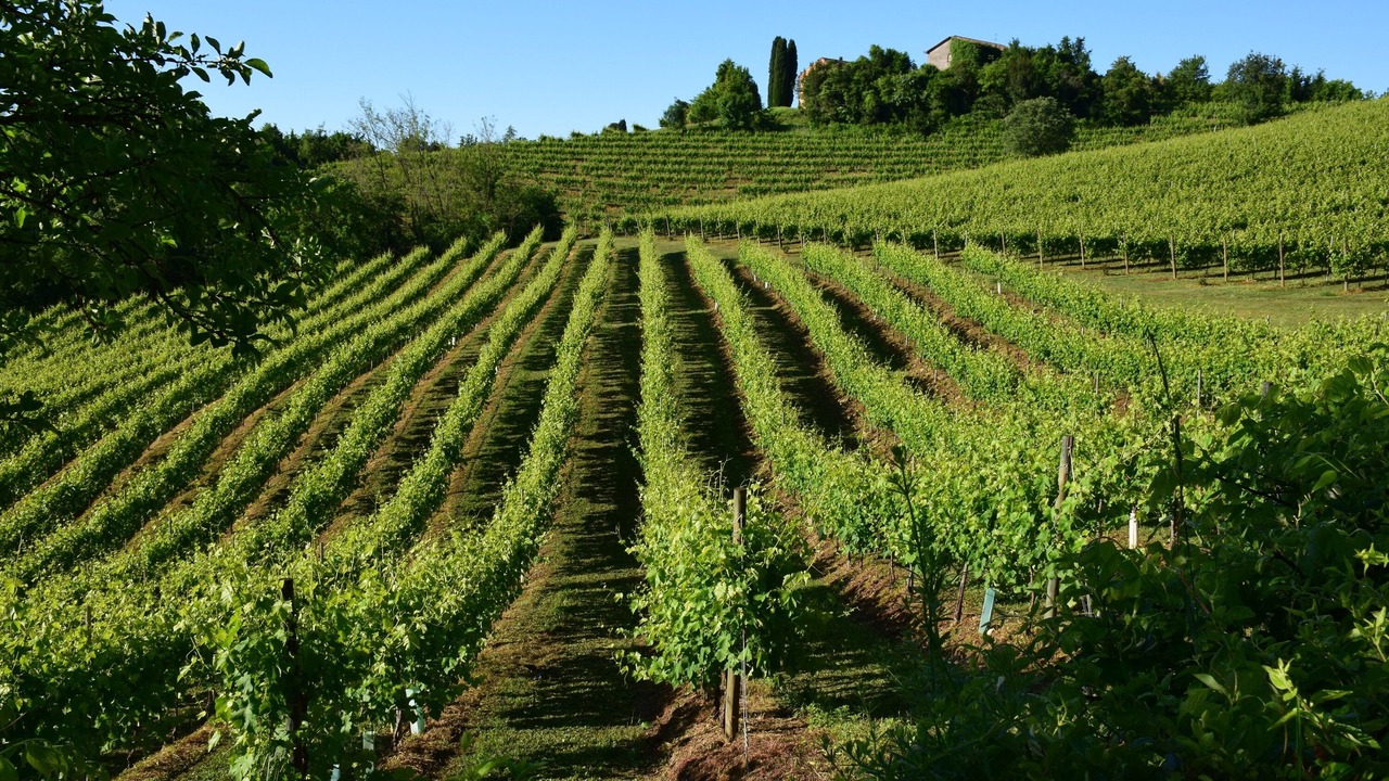 Photo of Others in Poggio Alla Cavalla