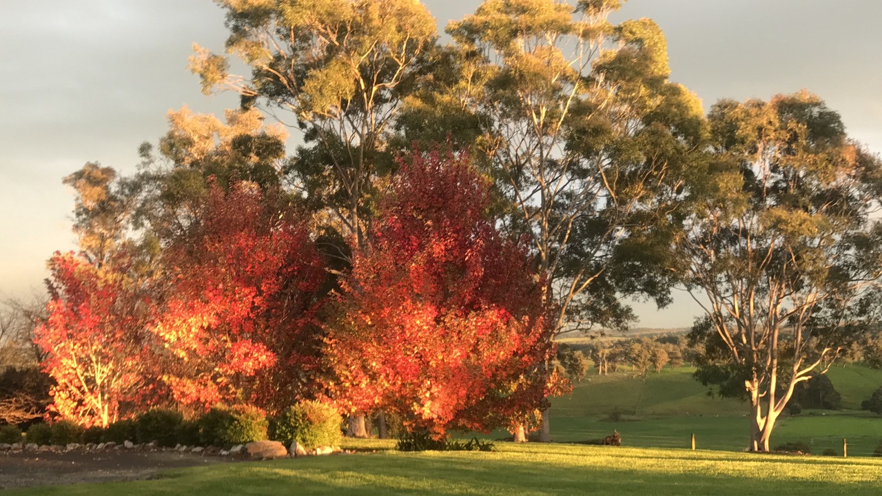 Photo of Outdoor in Orbost