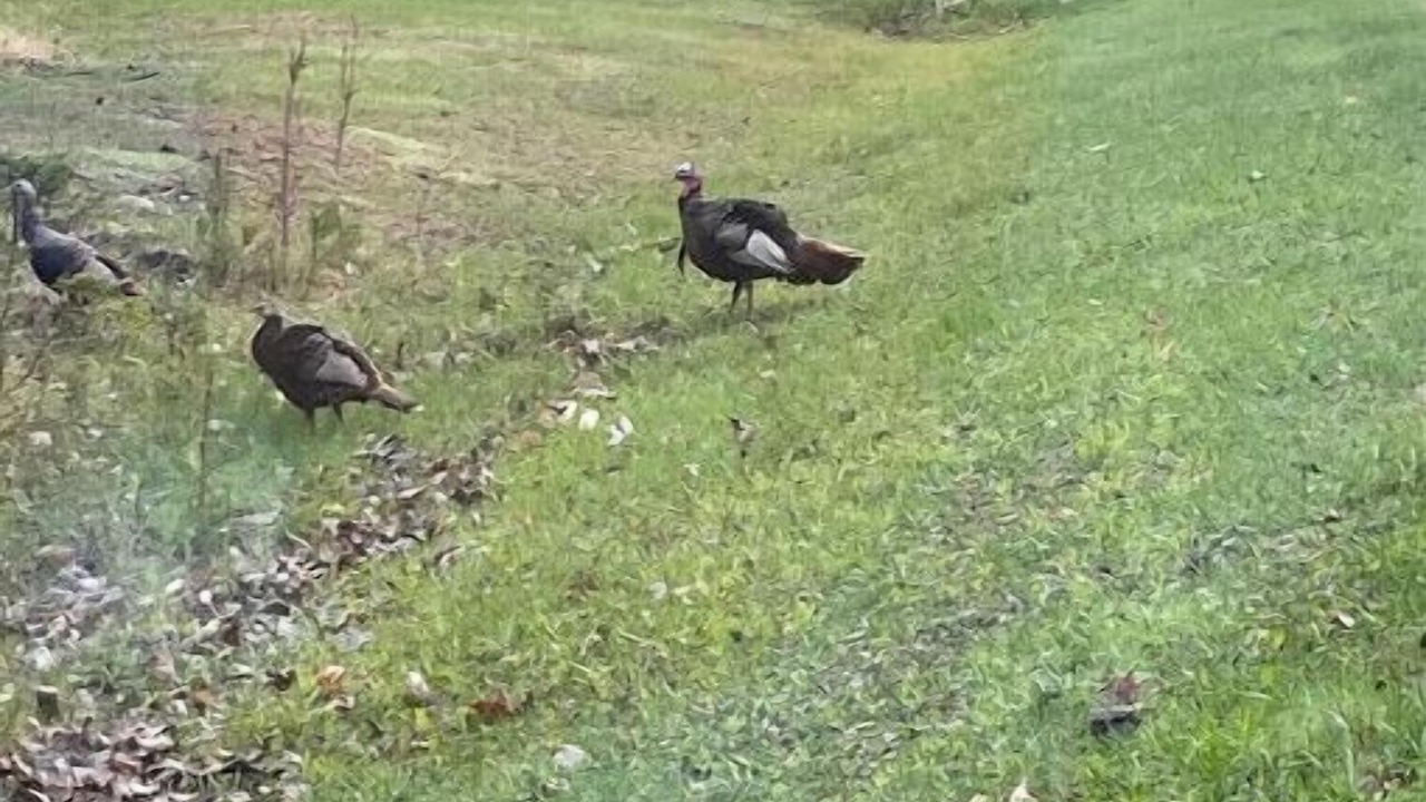 Photo of Others in Gladstone