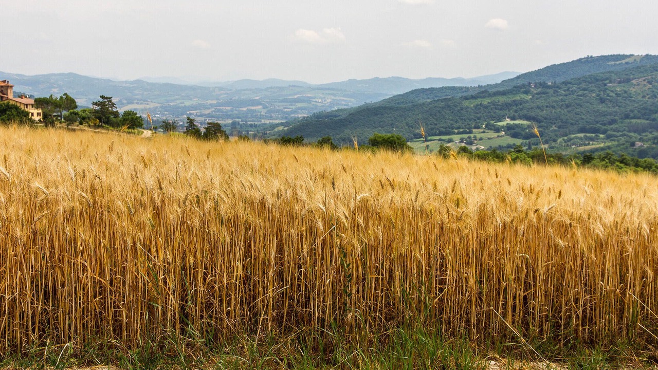 Photo of Others in Assisi