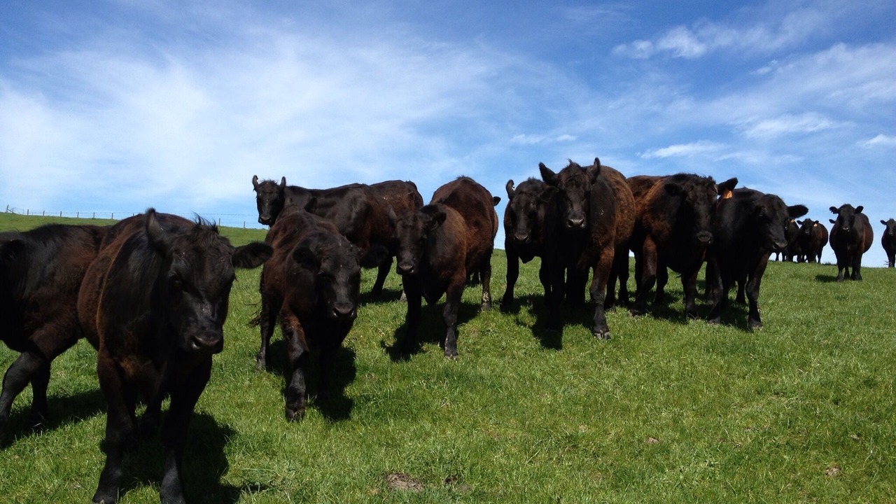 Photo of Others in Woolamai