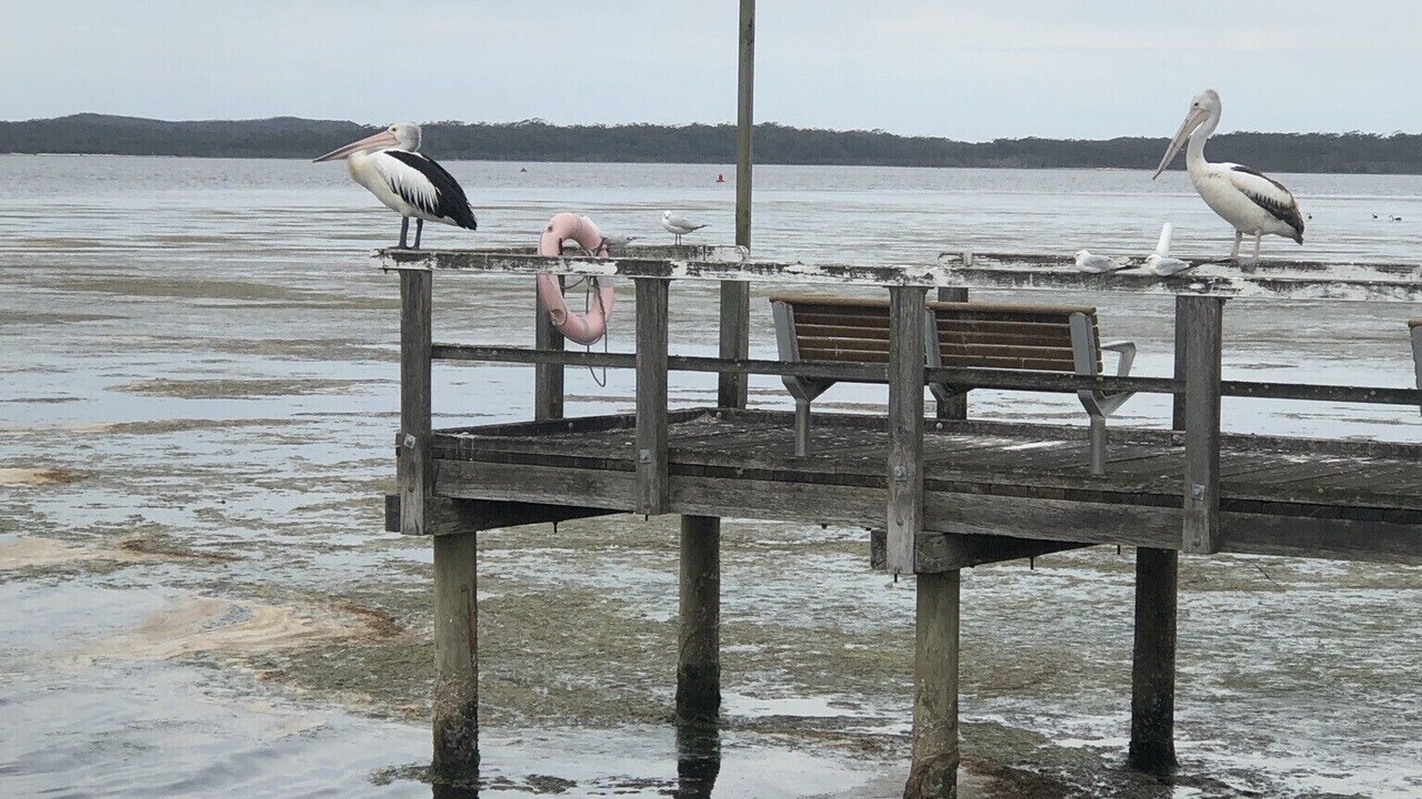 Photo of Others in Bemm River