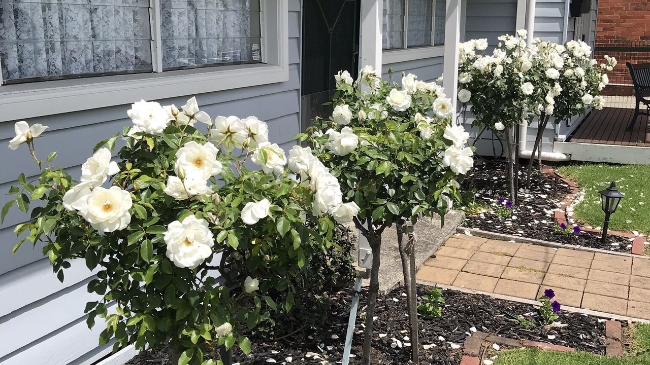 Photo of Outdoor in Tooradin