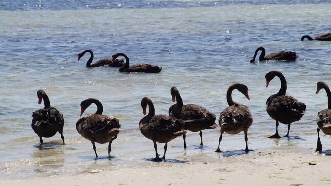 Photo of Others in Capel Sound