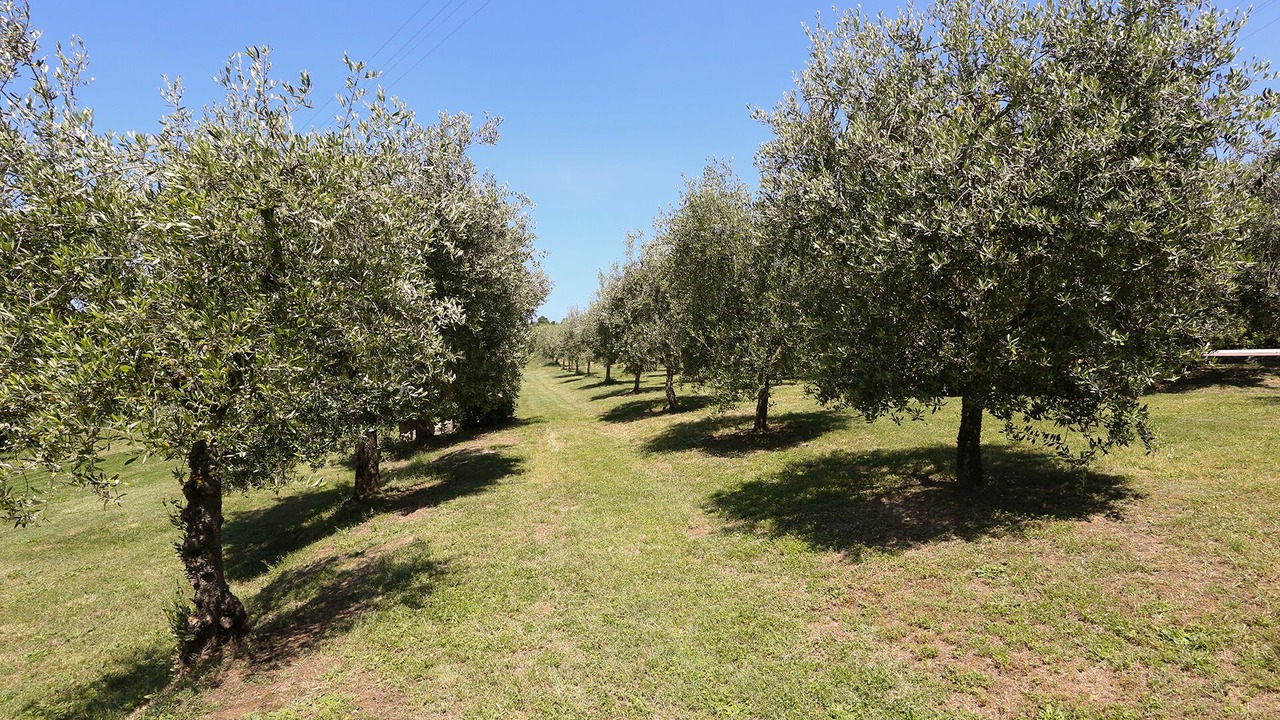Photo of Outdoor in Sinalunga