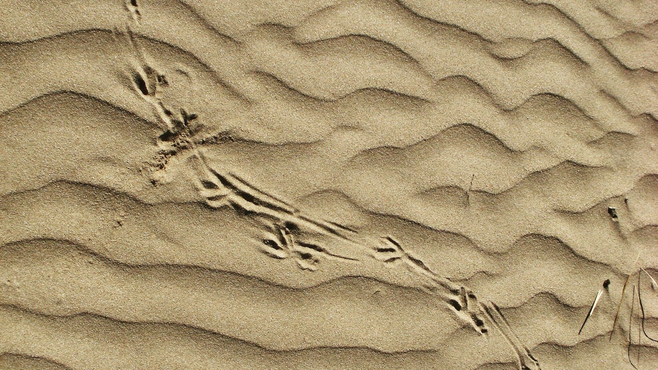 Photo of Others in Venus Bay