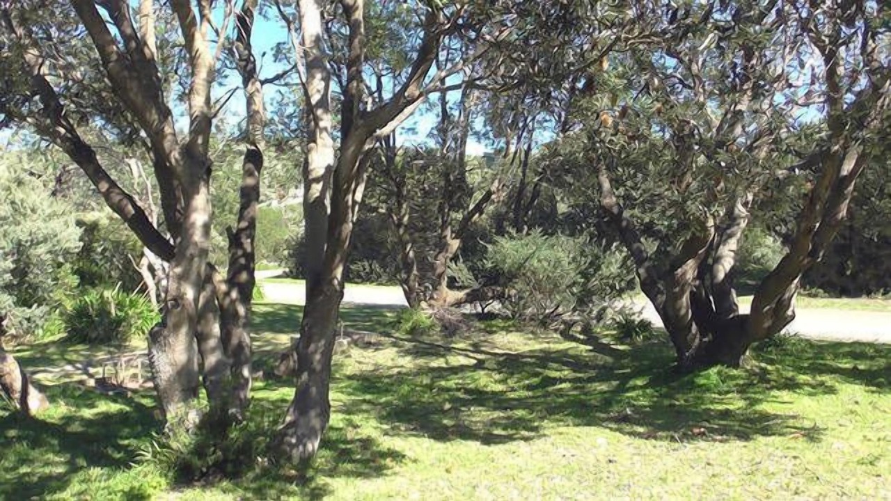 Photo of Others in Venus Bay