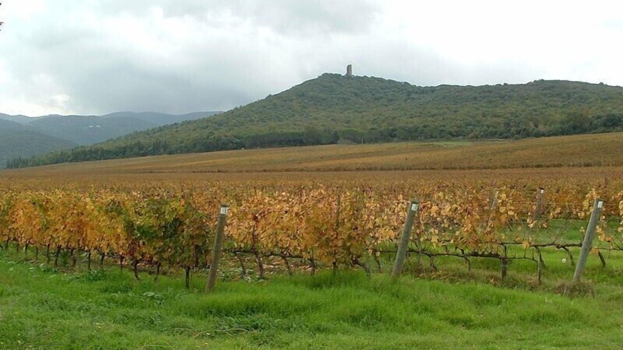 Photo of Outdoor in Donoratico