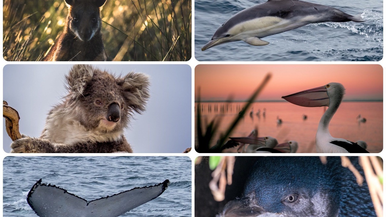 Photo of Others in Smiths Beach