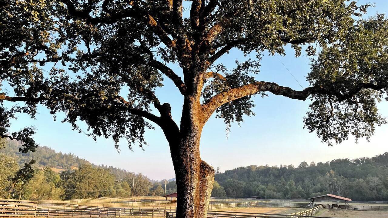 Photo of Others in Santa Rosa