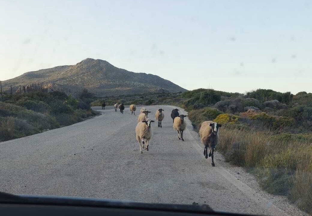 Photo of Others in Kato Zakros
