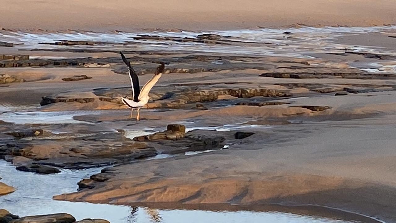 Photo of Others in Cape Paterson