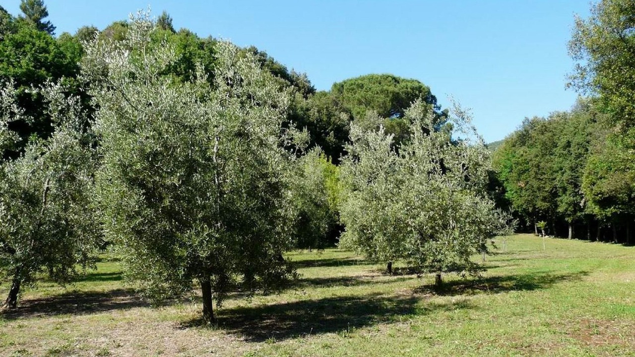 Photo of Others in Pomaia