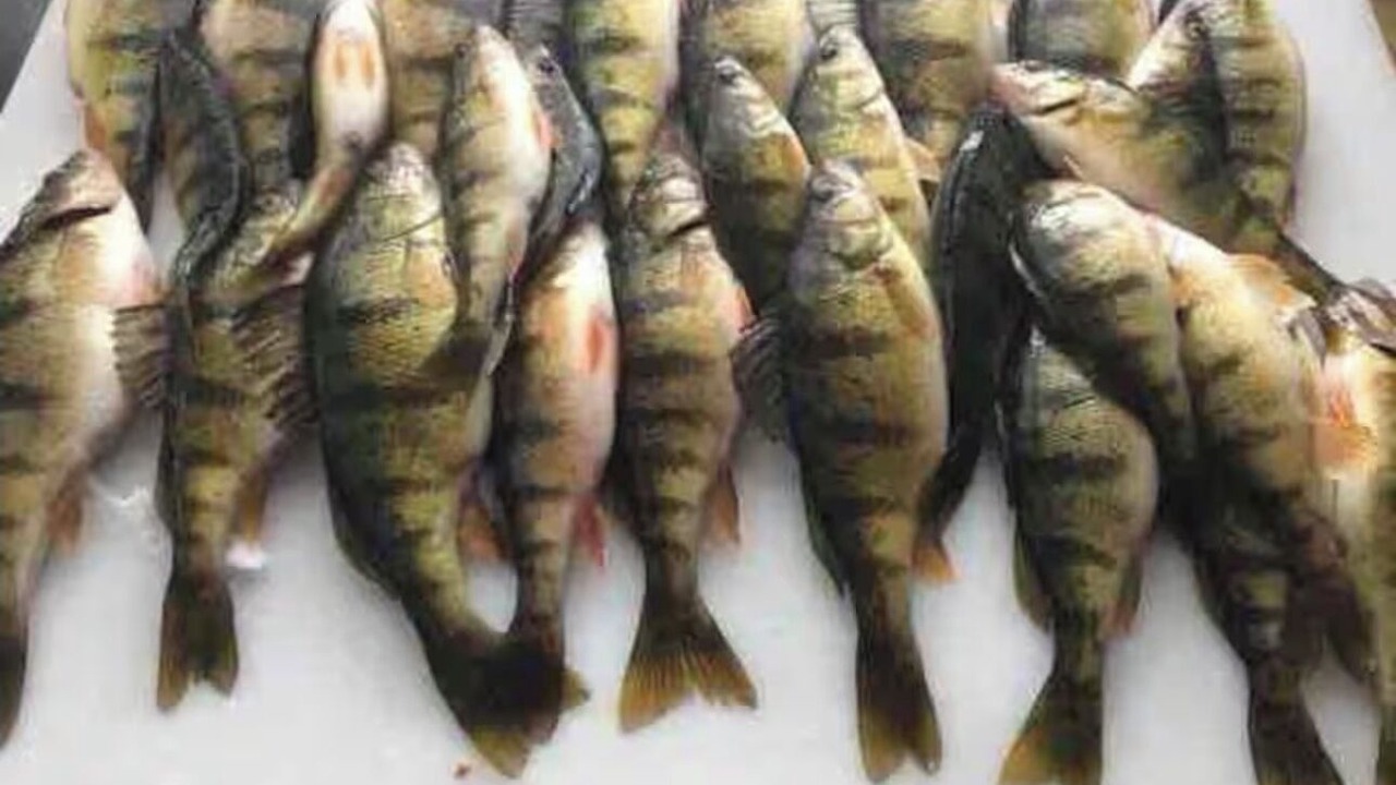 Photo of Others in Manistique