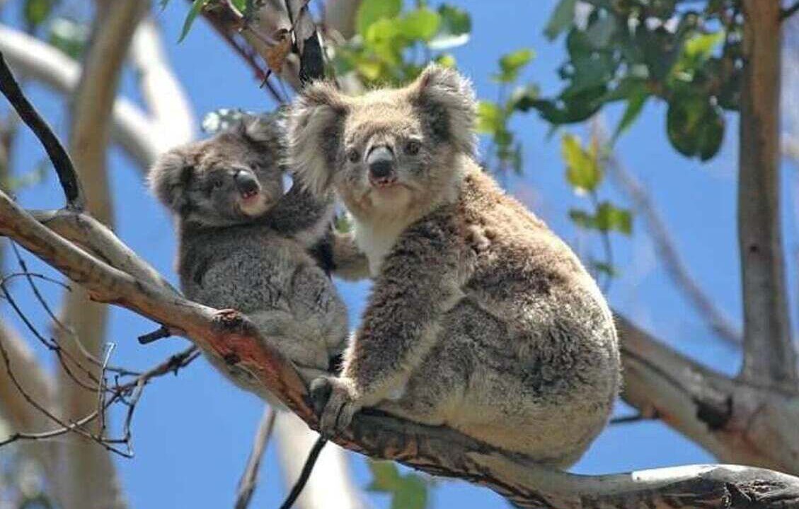 Photo of Others in Fitzroy