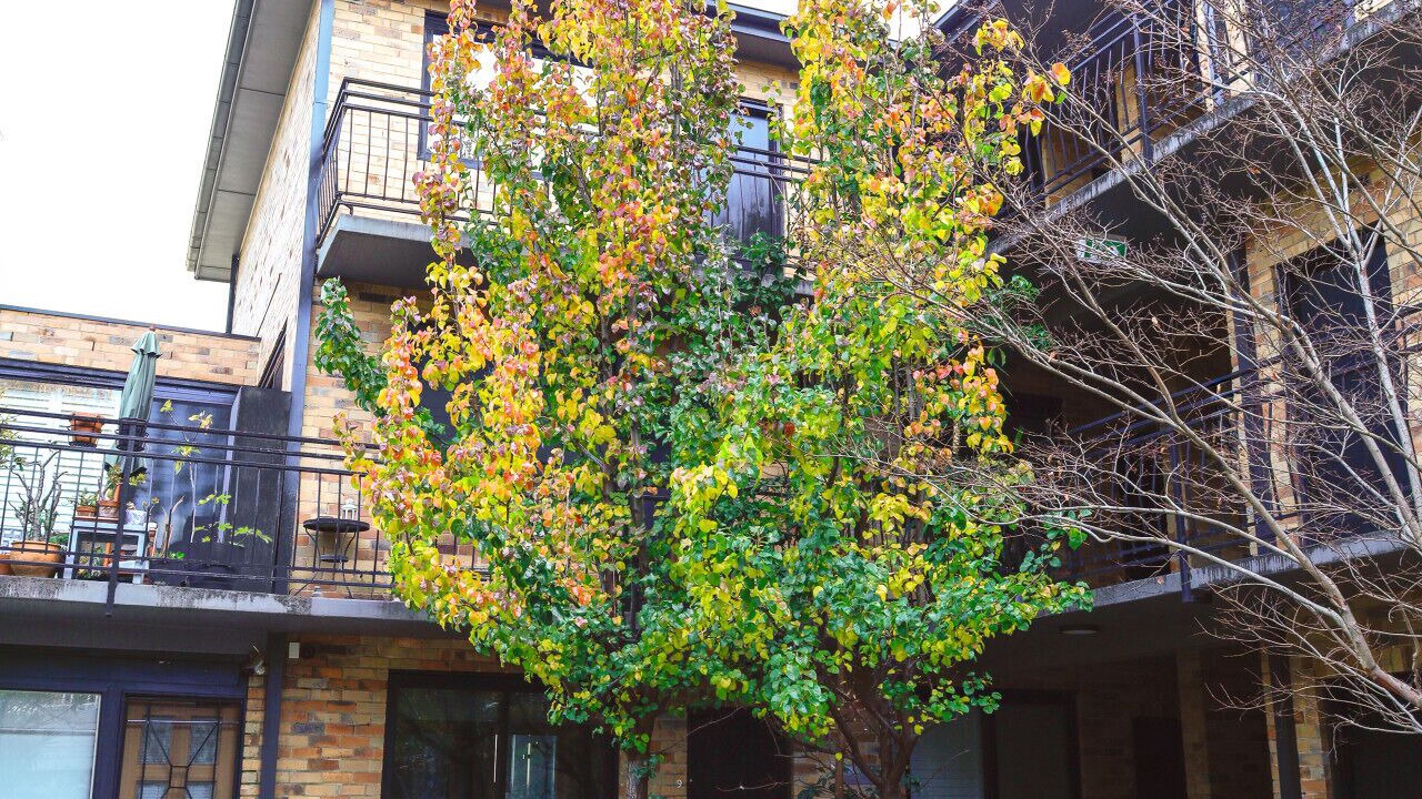 Photo of Outdoor in East Melbourne