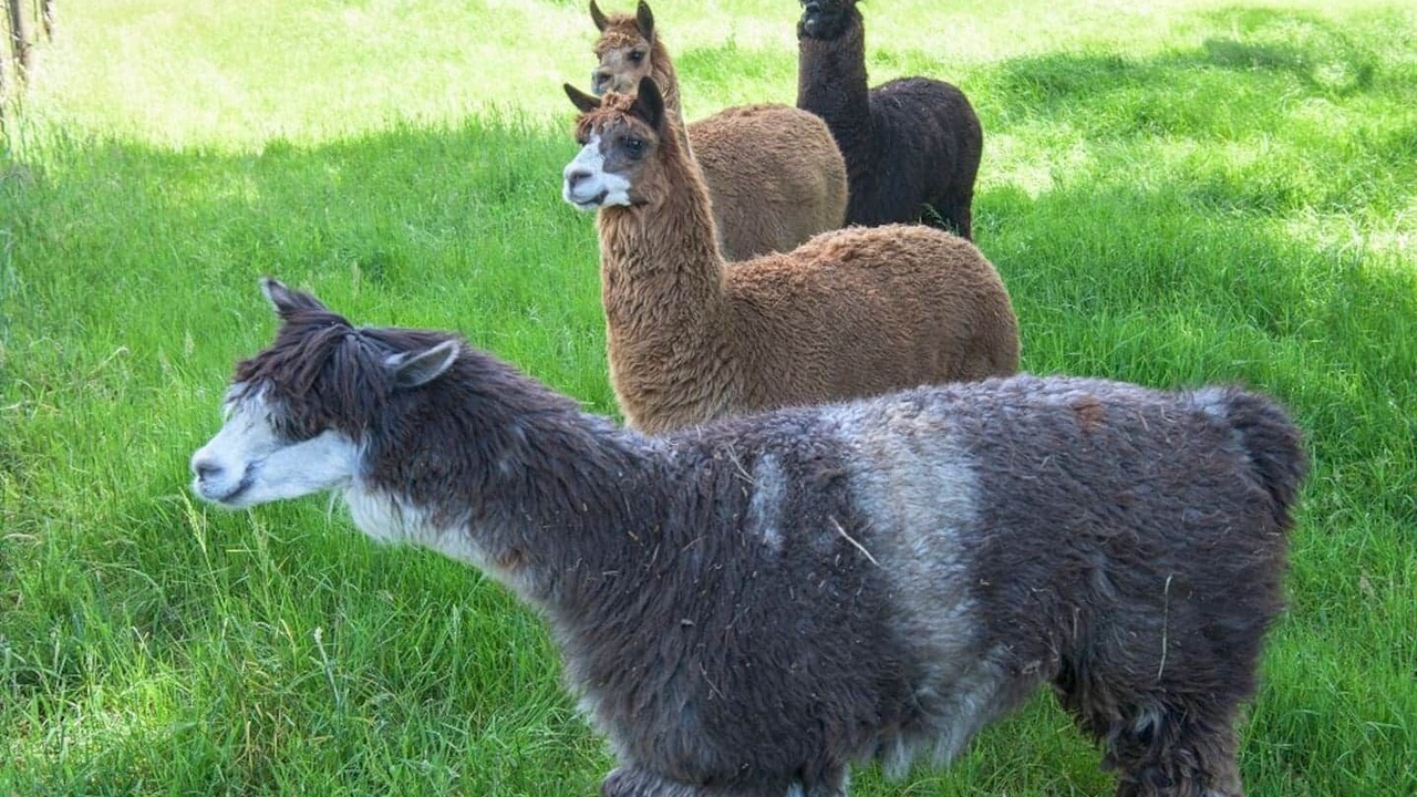 Photo of Others in Gruyere