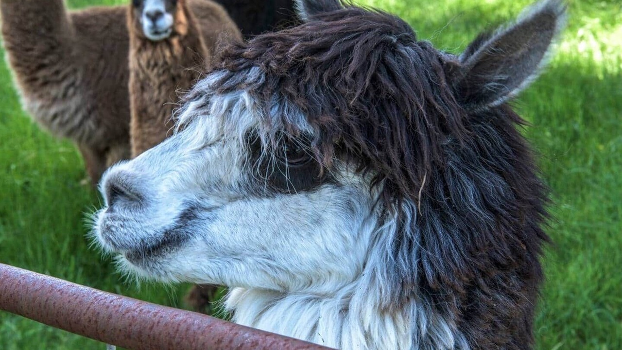 Photo of Others in Gruyere