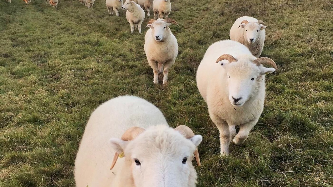 Photo of Others in Usk