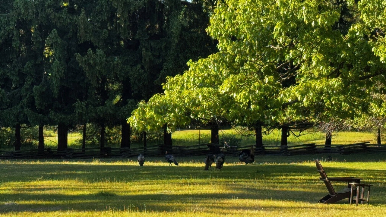 Photo of Outdoor in Forest Beach