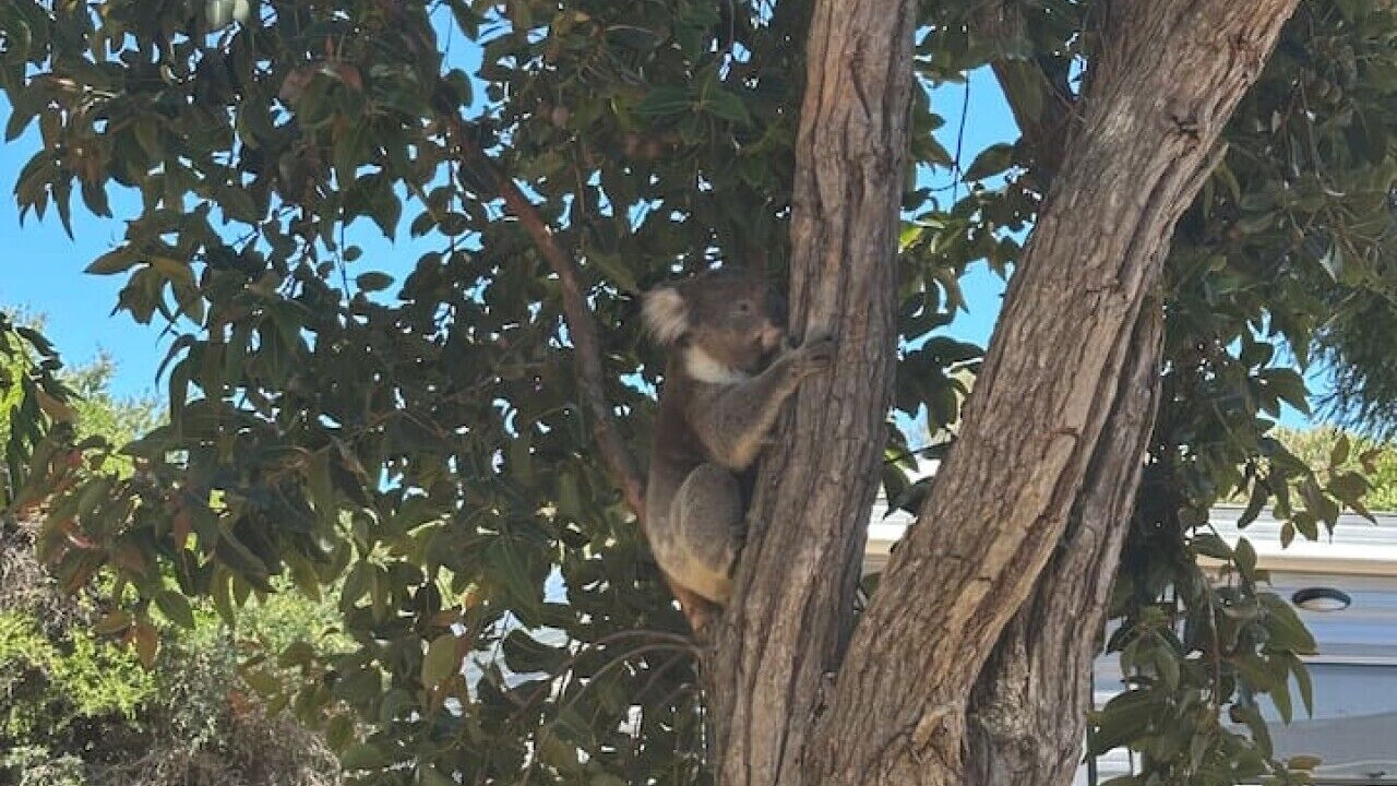 Photo of Others in Venus Bay