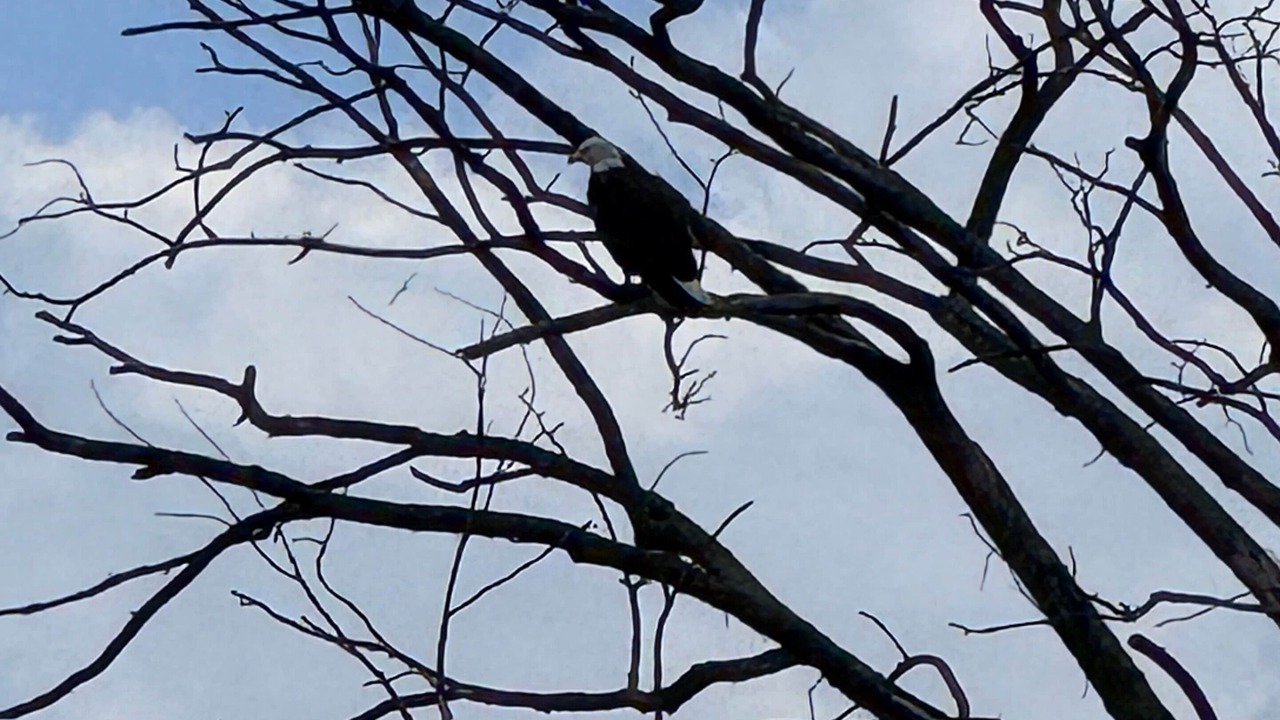 Photo of Others in Nadeau