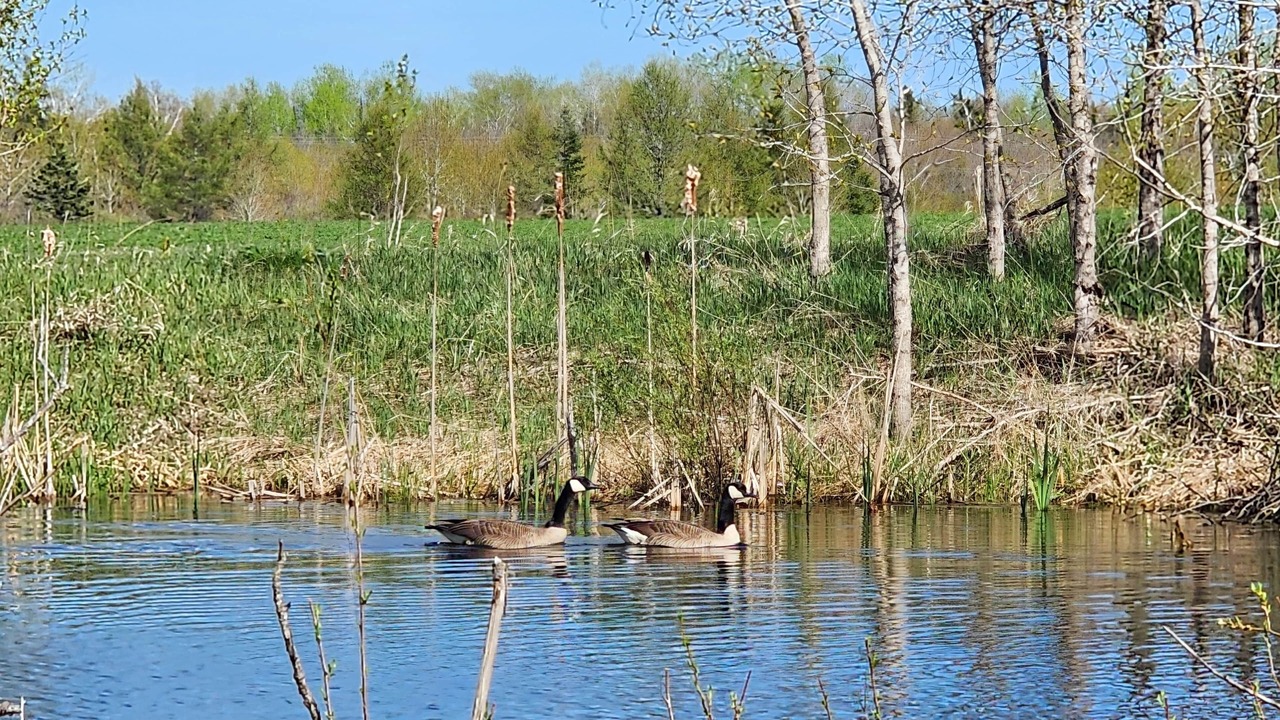 Photo of Others in Nadeau