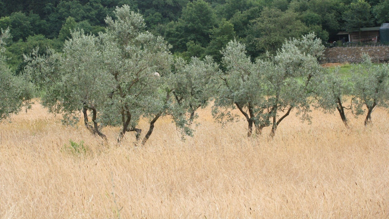 Photo of Others in Calenzano