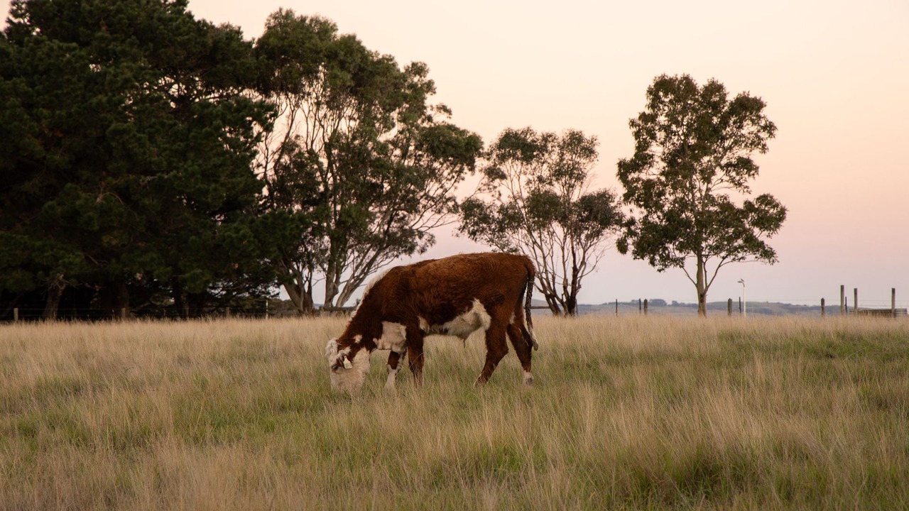 Photo of Others in Coronet Bay