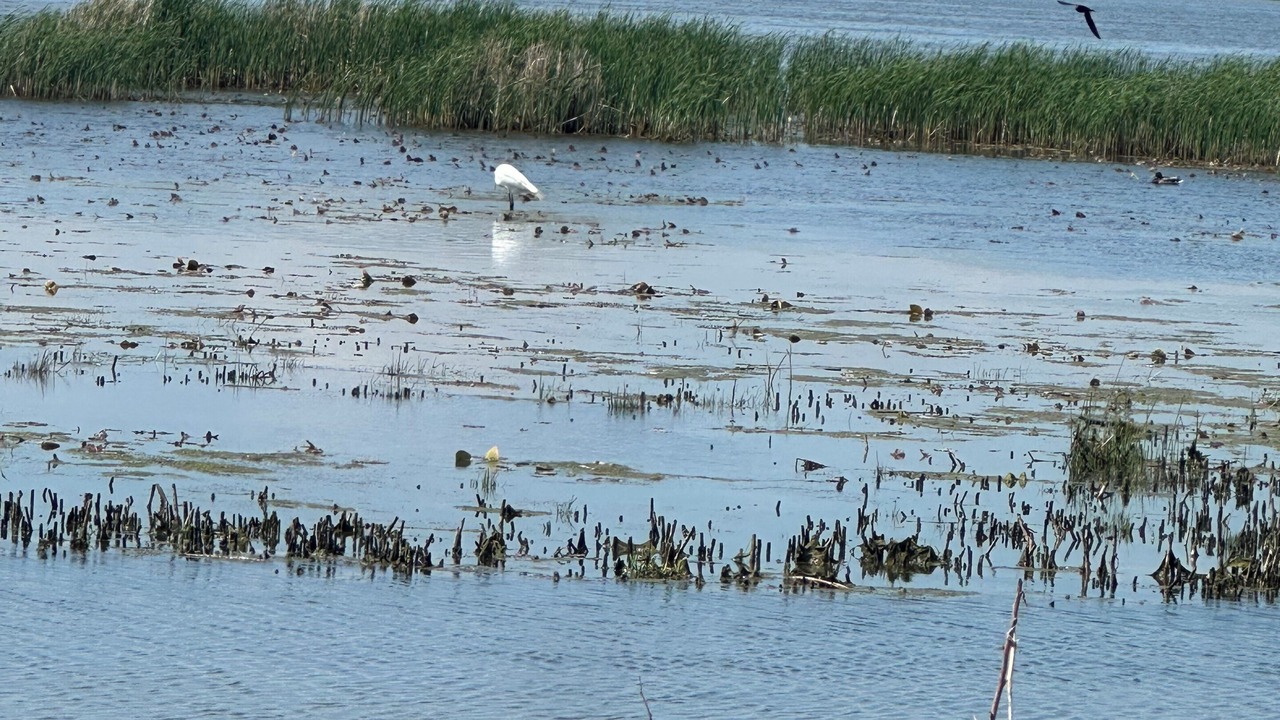 Photo of Others in Estral Beach
