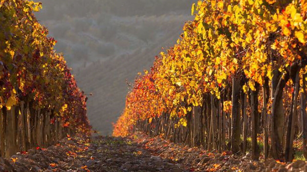 Photo of Others in Castellina in Chianti