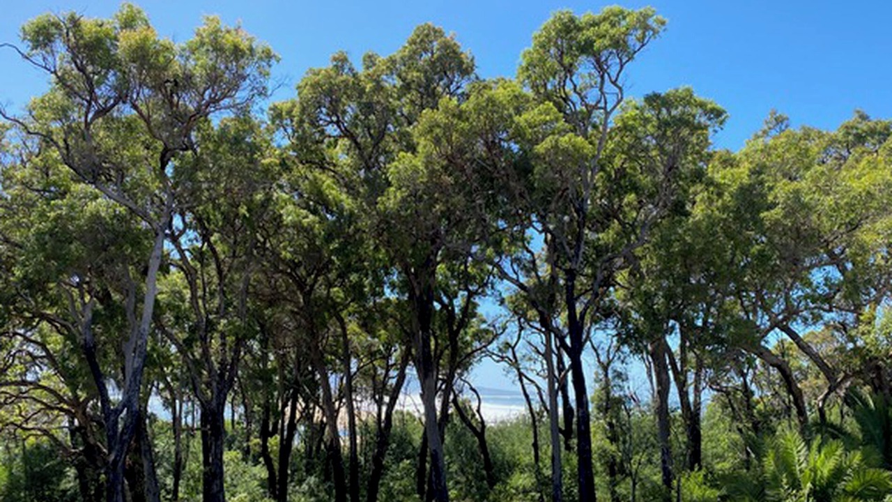 Photo of Others in Mallacoota